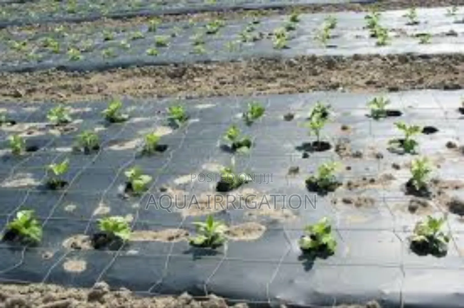 Mulch Film: Grow Smarter, Harvest More!