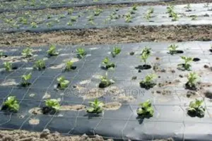 Mulch Film: Grow Smarter, Harvest More!