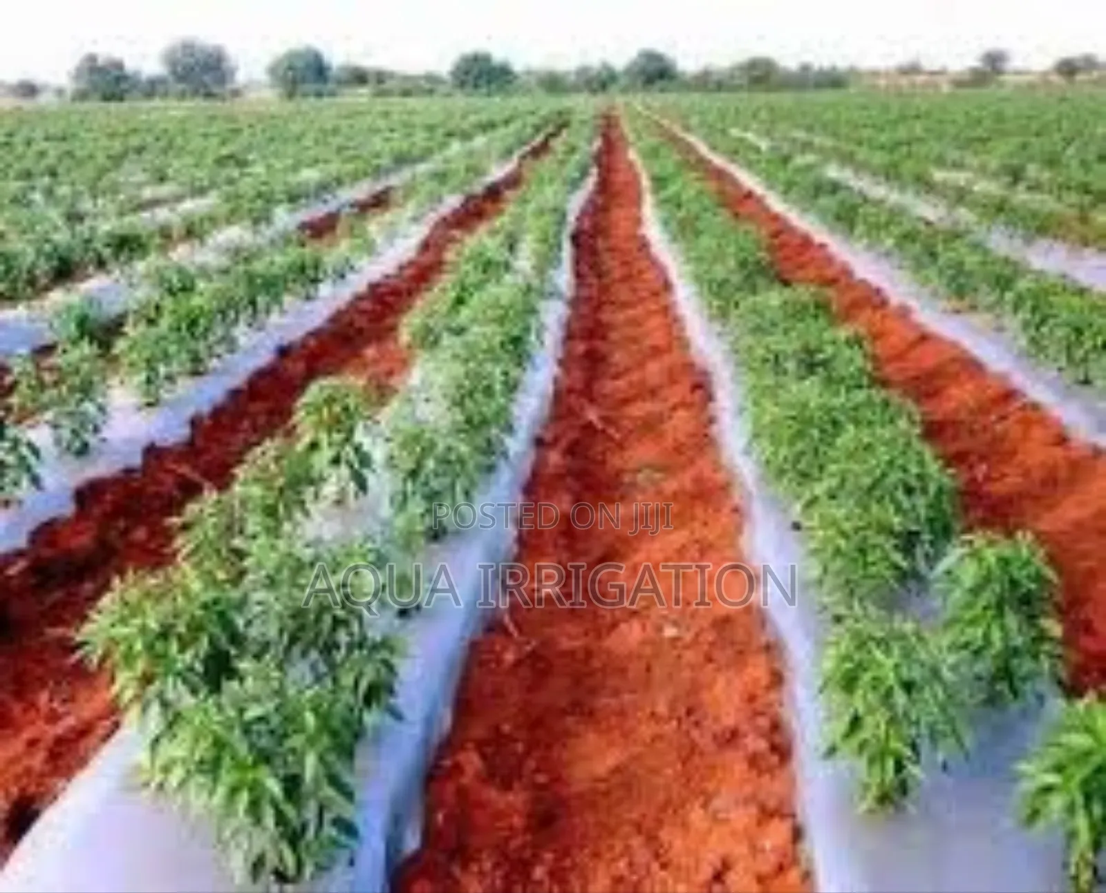 Mulch Film: Reduce Labor, Increase Profit!