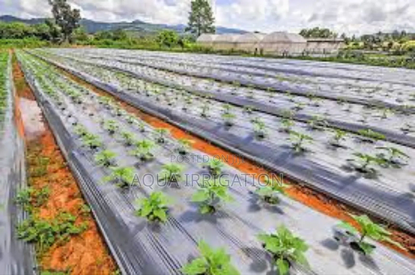 Mulch Film: The Smartest Choice for Farmers