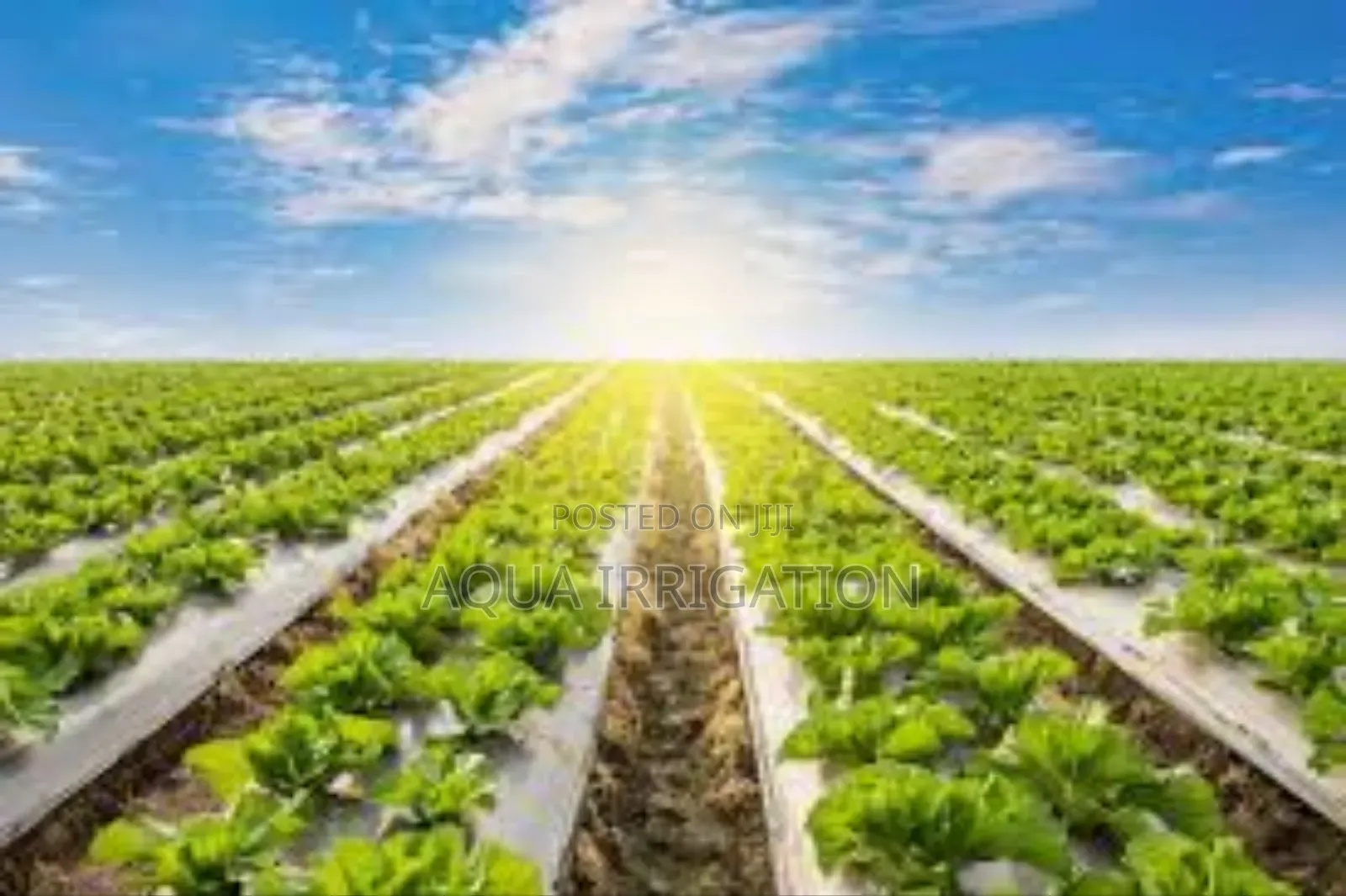 Mulch Film: Stronger Roots, Healthier Crops