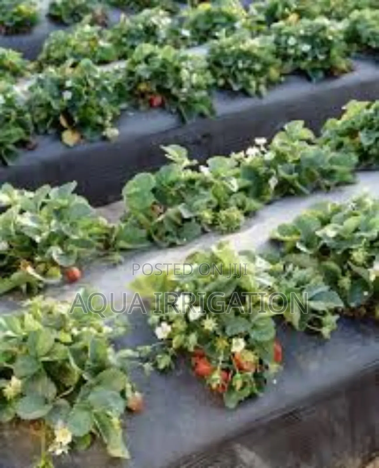 Mulch Film: The Easiest Way to Boost Yields!
