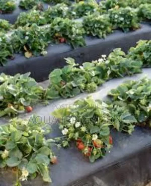 Mulch Film: The Easiest Way to Boost Yields!