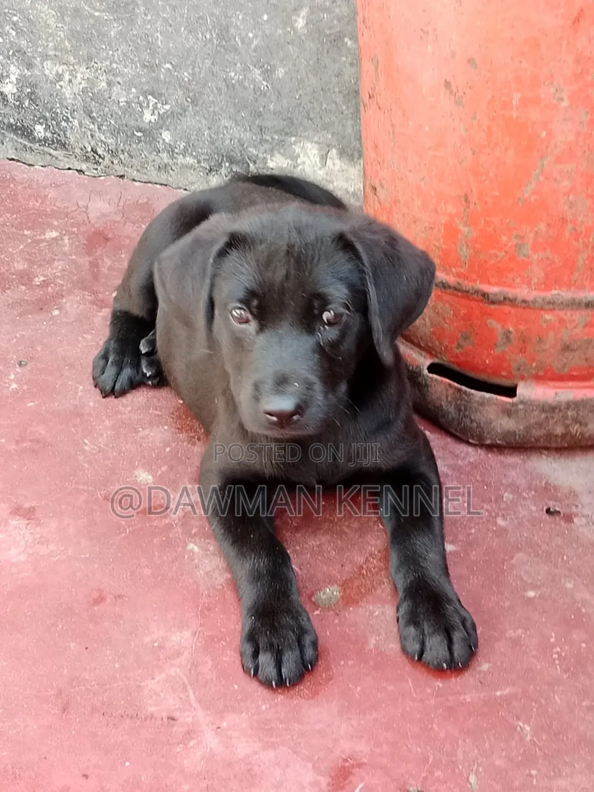 1-3 months Male Purebred Labrador Retriever