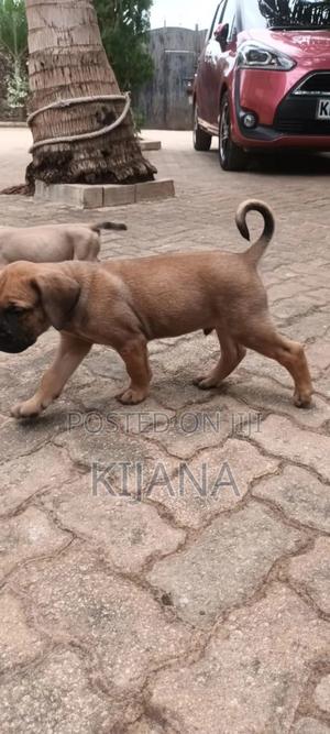 1-3 months Male Purebred Boerboel - thumbnail 2