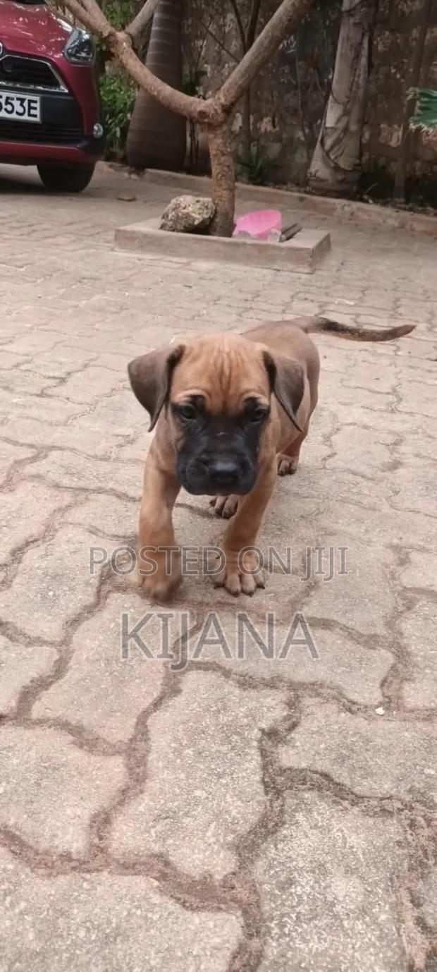 1-3 months Male Purebred Boerboel - thumbnail 3
