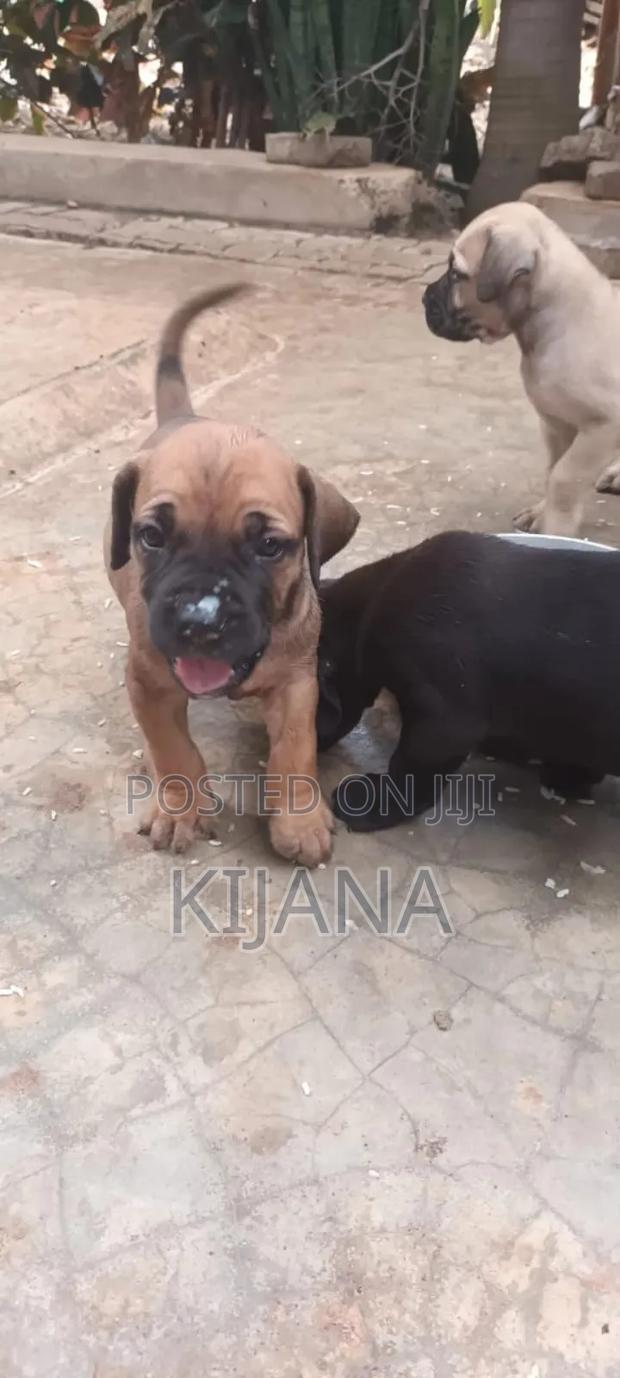 1-3 months Male Purebred Boerboel - thumbnail 4