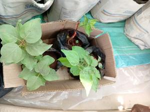 Apricot Seedlings - main view