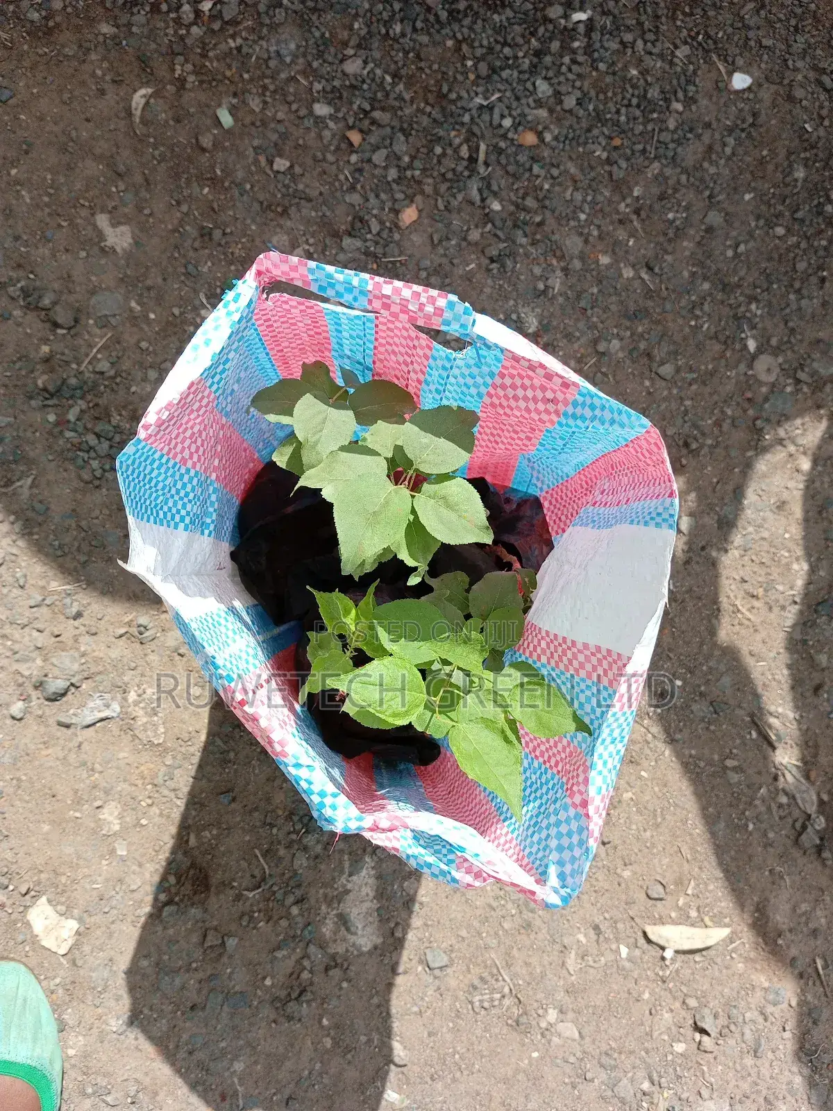 Apricot Seedlings