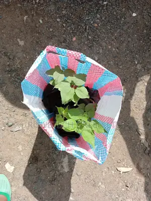 Apricot Seedlings