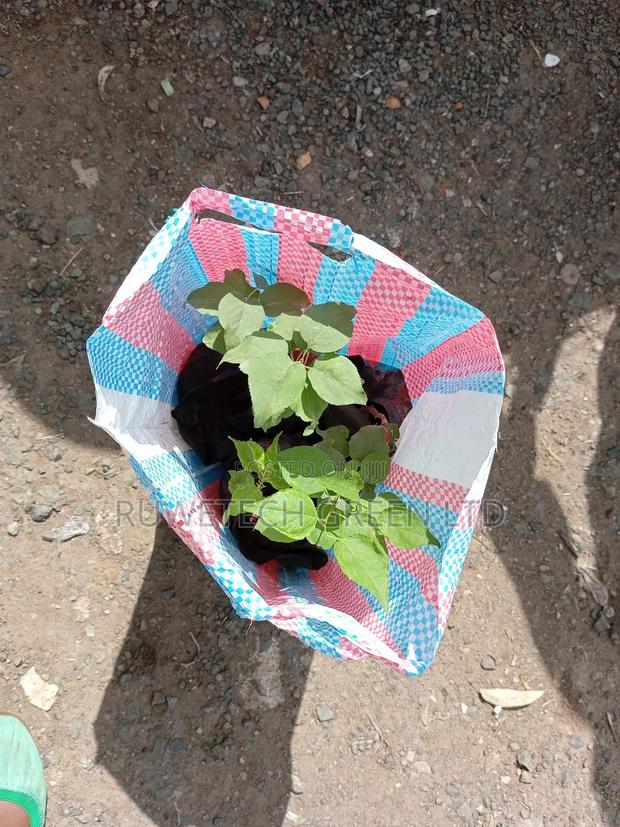 Apricot Seedlings - thumbnail 2