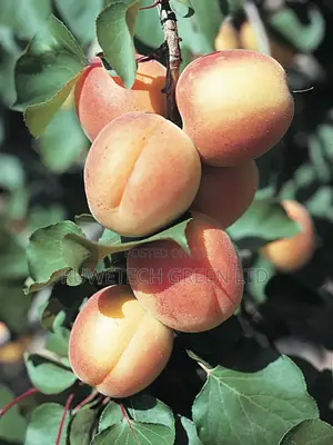 Apricot Seedlings