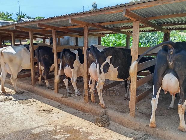 Perdigree Milkers - main view