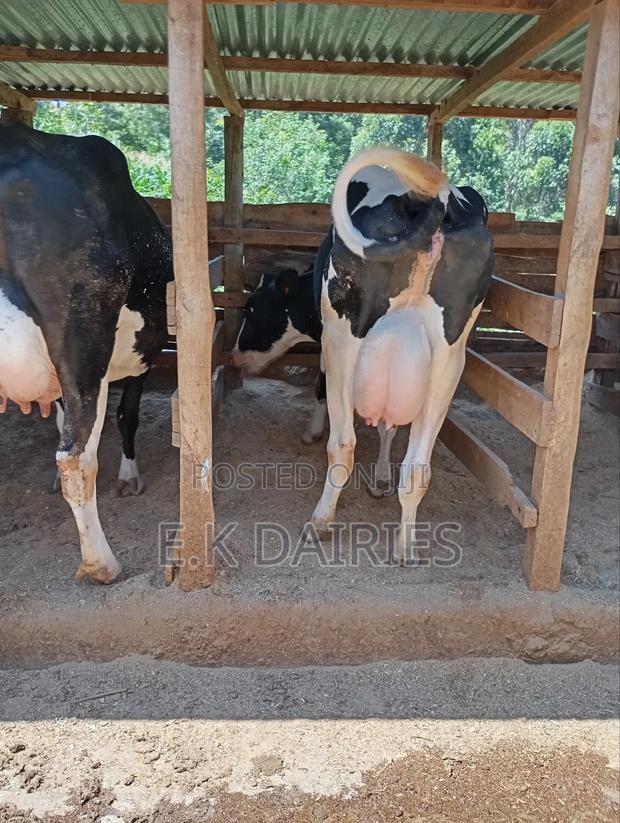 Perdigree Milkers - thumbnail 3