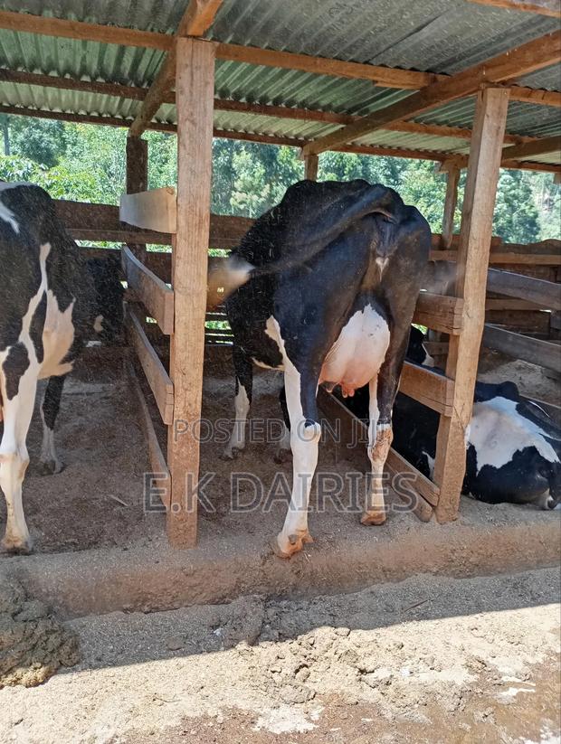 Perdigree Milkers - thumbnail 4