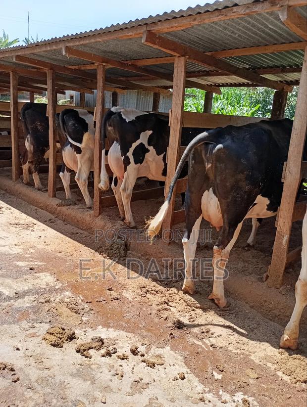 Perdigree Milkers - thumbnail 5