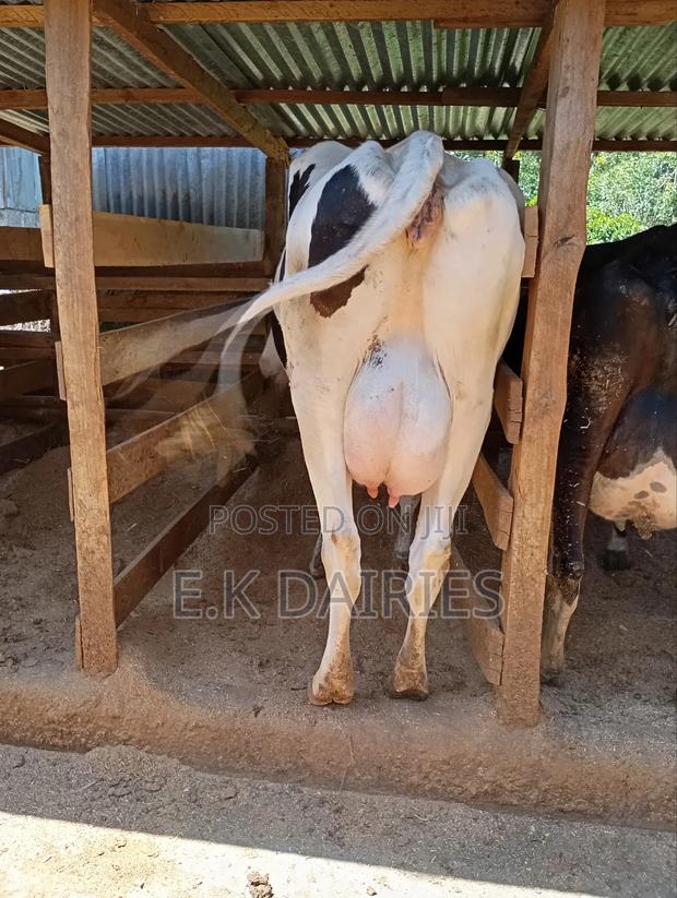 Perdigree Milkers - thumbnail 6