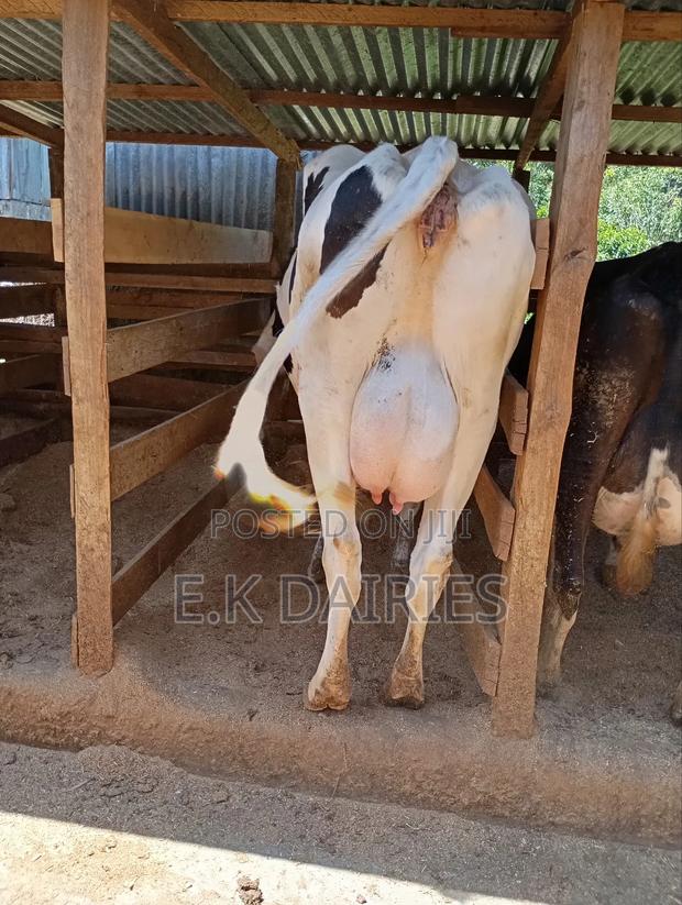 Perdigree Milkers - thumbnail 7