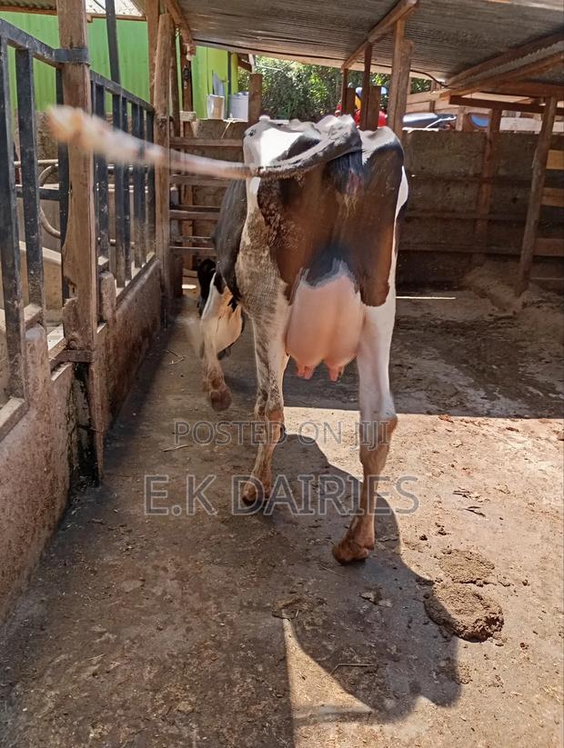 Perdigree Milkers - thumbnail 8