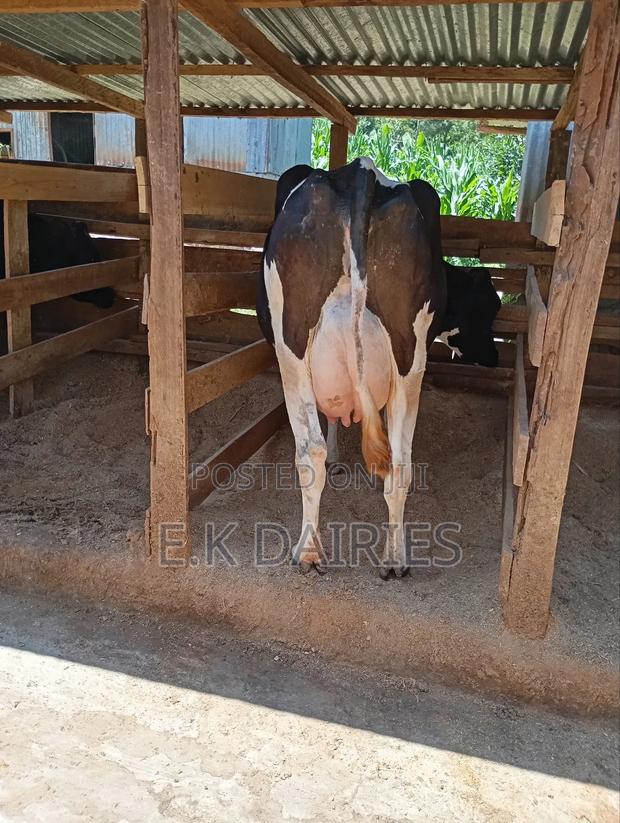 Perdigree Milkers - thumbnail 9