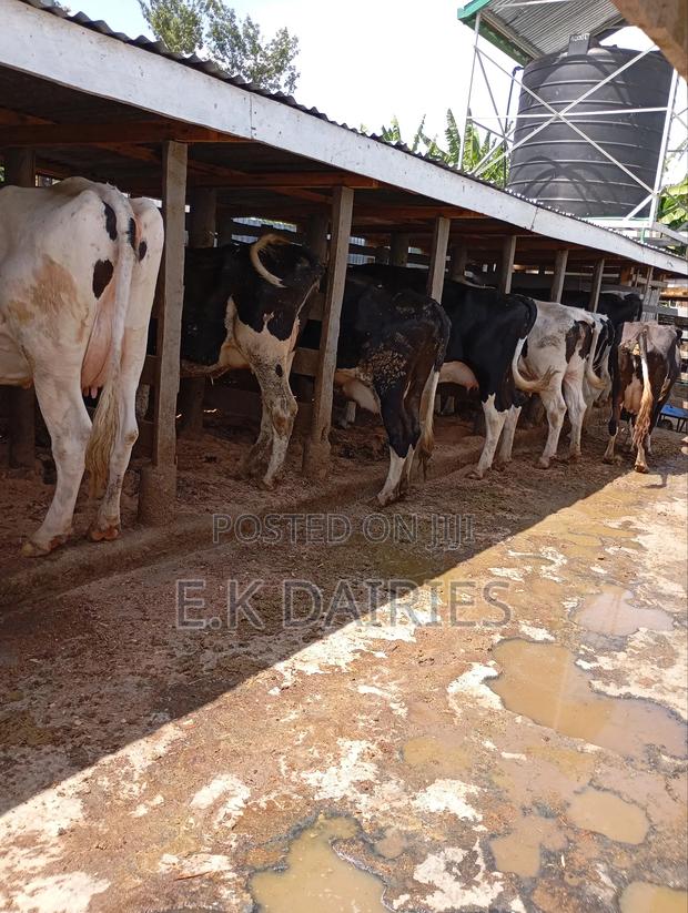 Perdigree Milkers - thumbnail 10