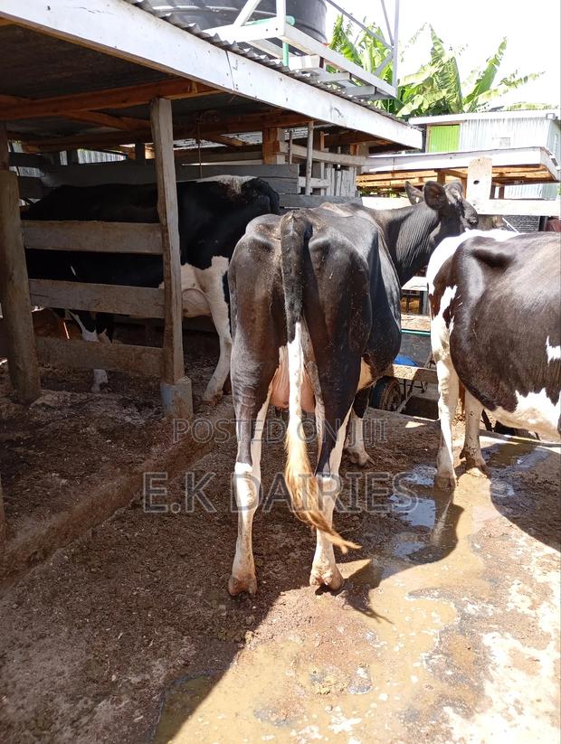 Perdigree Milkers - thumbnail 11