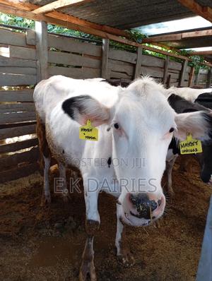 Perdigree Heifers - thumbnail 2