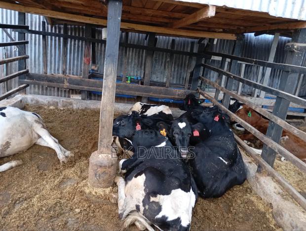 Perdigree Heifers - thumbnail 3