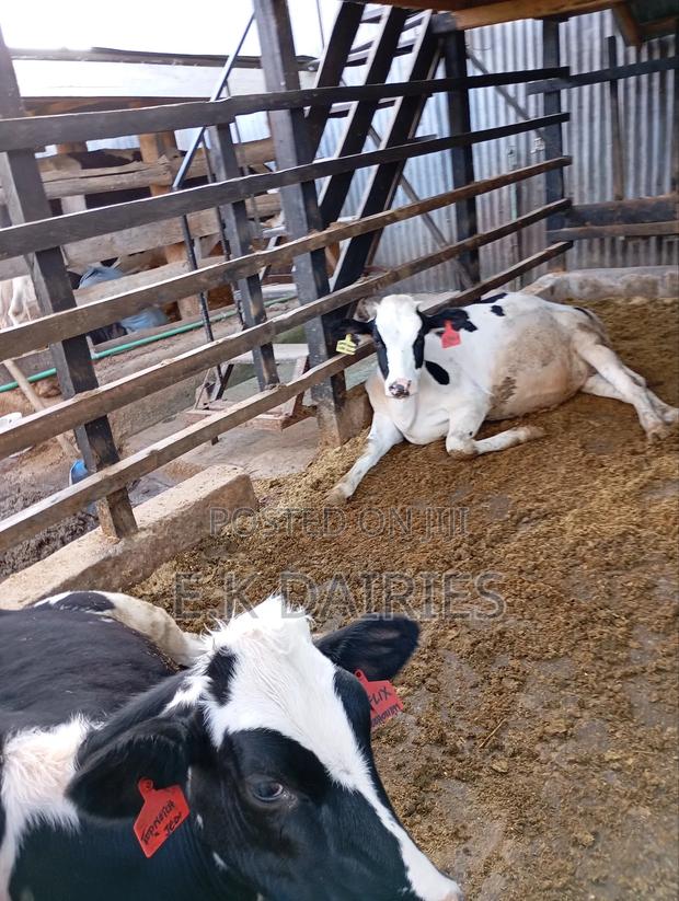 Perdigree Heifers - thumbnail 4