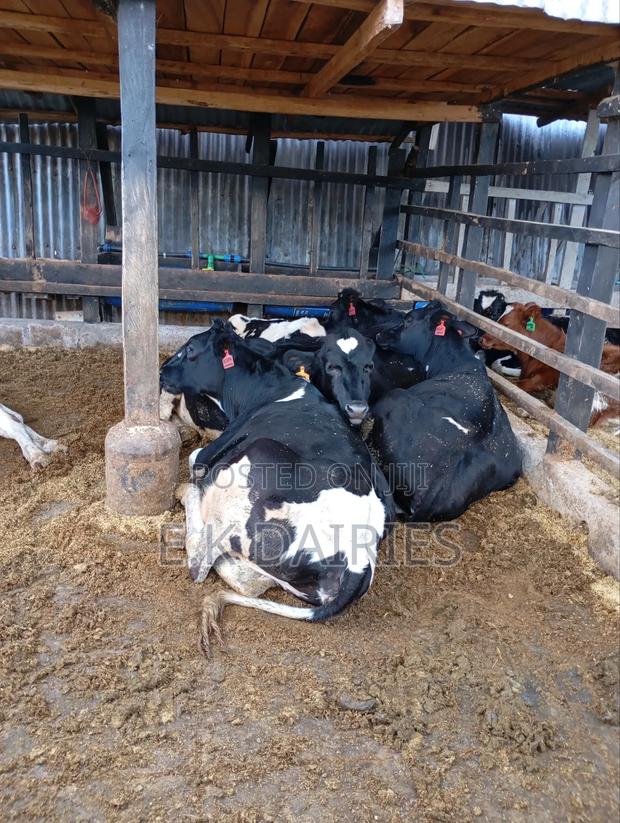 Perdigree Heifers - thumbnail 5