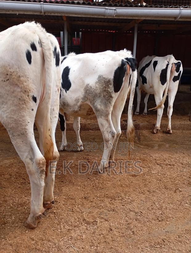 Super Perdigree Incalf Heifers - thumbnail 4