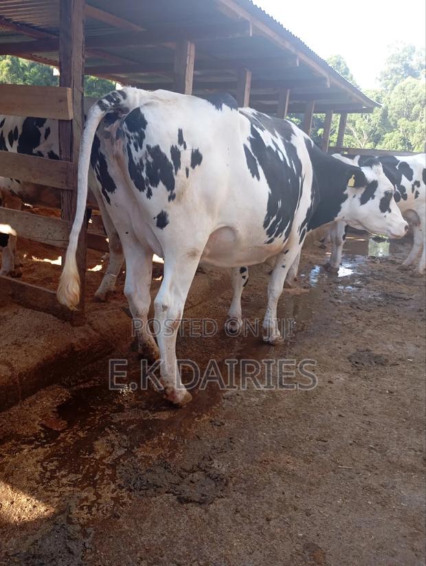 Super Perdigree Incalf Heifers - thumbnail 3