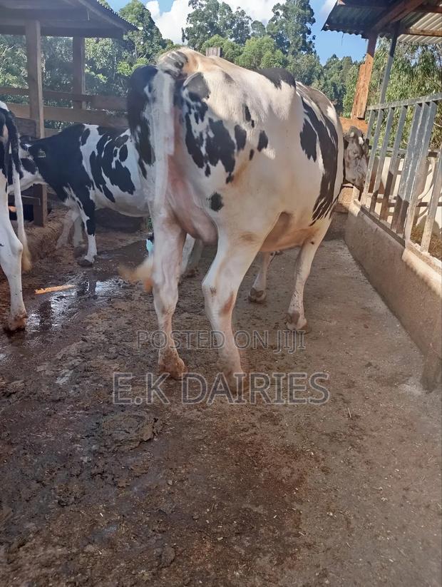 Super Perdigree Incalf Heifers - thumbnail 5