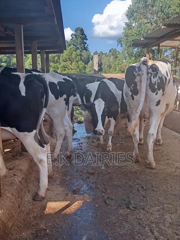 Super Perdigree Incalf Heifers - thumbnail 6