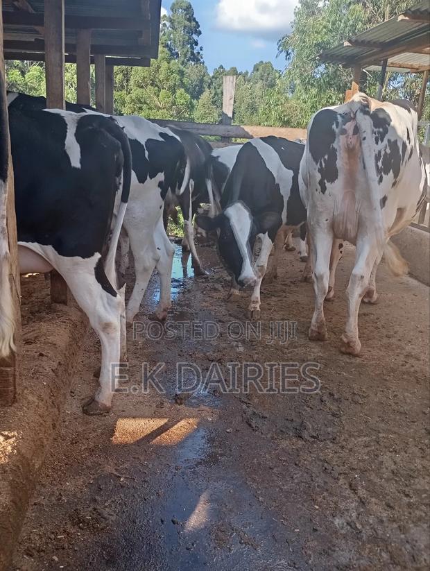 Super Perdigree Incalf Heifers - thumbnail 7