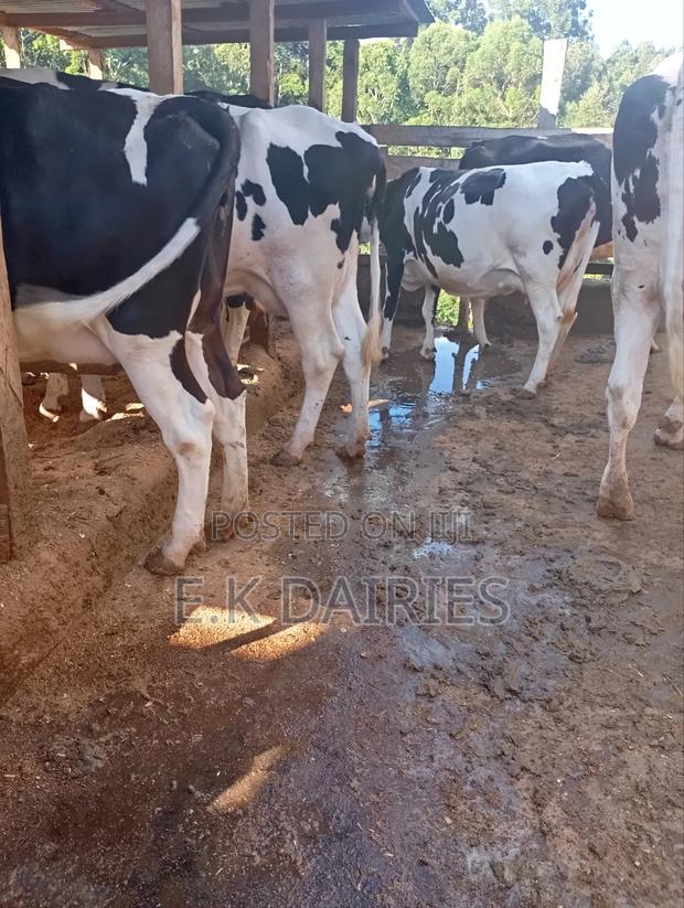 Super Perdigree Incalf Heifers - thumbnail 8