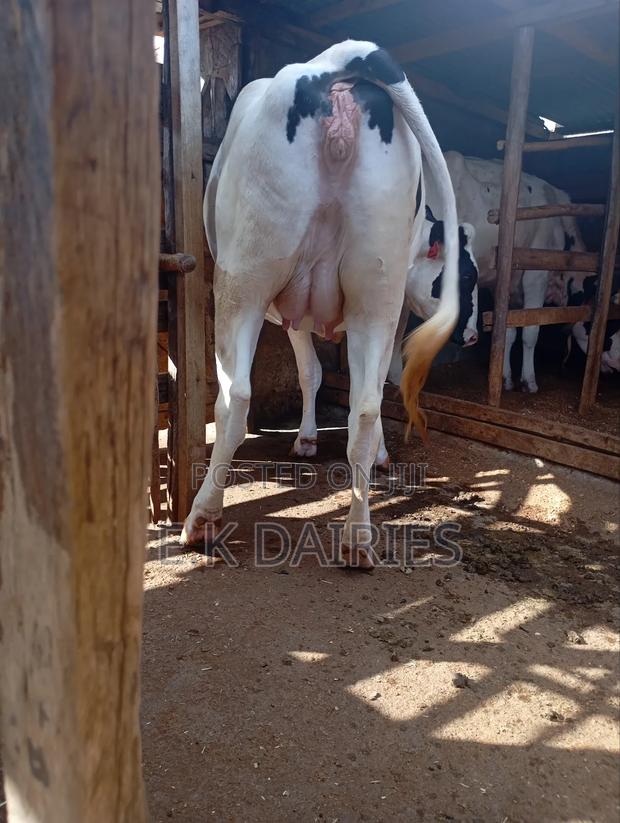 Super Perdigree Incalf Heifers - thumbnail 9