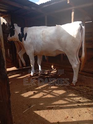 Super Perdigree Incalf Heifers - thumbnail 2