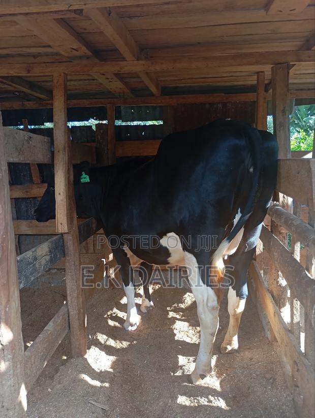 Super Perdigree Incalf Heifers - thumbnail 10