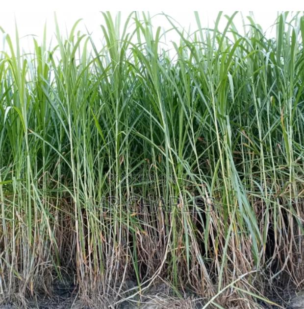 Super Napier Grass - main view