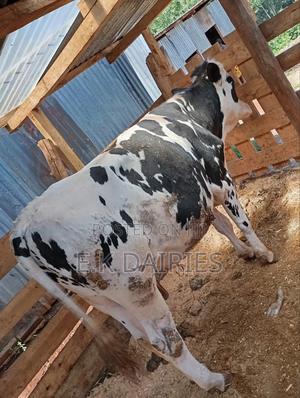 Pedigree Breeding Bull - thumbnail 2