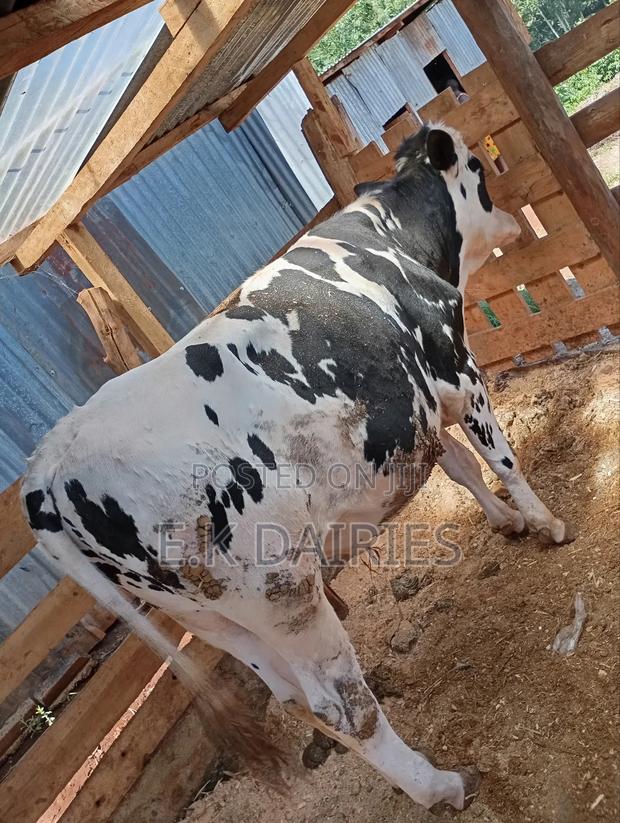 Pedigree Breeding Bull - main view