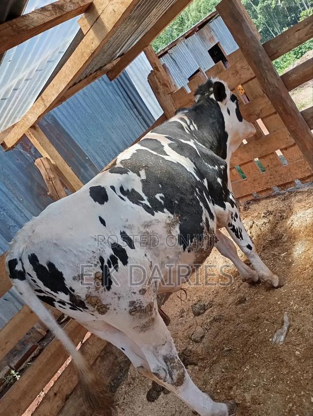 Pedigree Breeding Bull - thumbnail 3