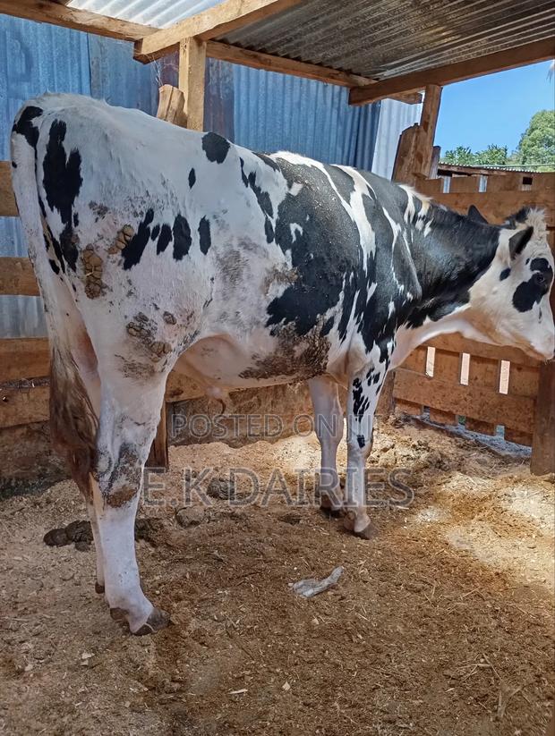 Pedigree Breeding Bull - thumbnail 4