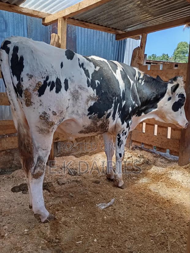 Pedigree Breeding Bull - thumbnail 5