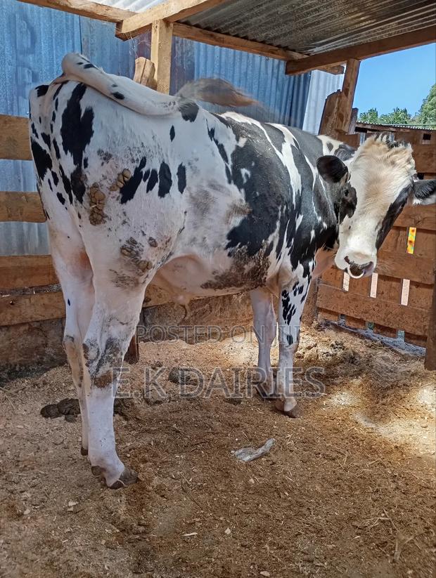 Pedigree Breeding Bull - thumbnail 6