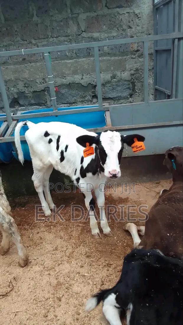 Perdigree Young Heifers - main view