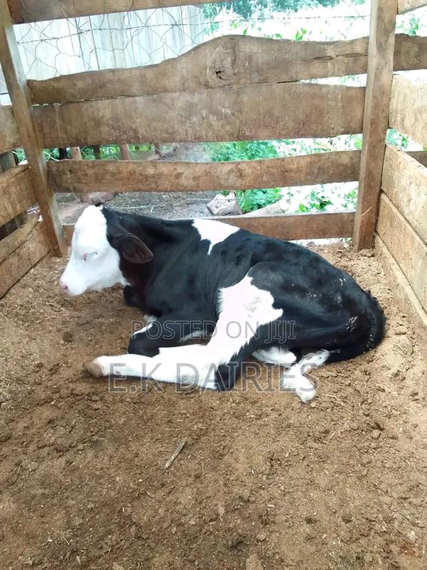 Perdigree Young Heifers - thumbnail 3