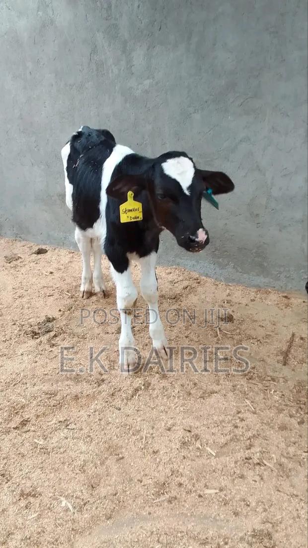 Perdigree Young Heifers - thumbnail 4