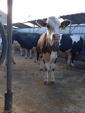 3 to 6 Months Incalf Heifers